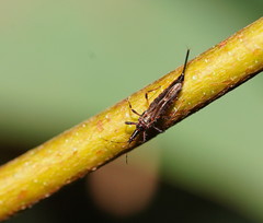 Idolothrips spectrum