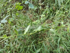 Adenophora polyantha