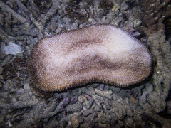 Ctenactis