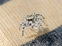 Pseudomogrus dalaensis