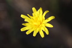 Microseris walteri