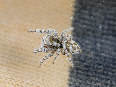 Pseudomogrus dalaensis