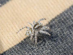 Pseudomogrus dalaensis