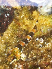 Lepidoblennius haplodactylus