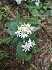 Aster trinervius