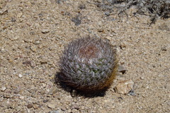 Eriosyce rodentiophila
