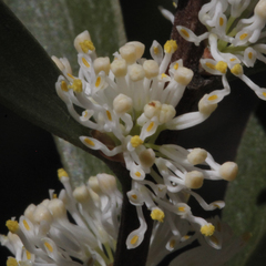 Hakea dactyloides