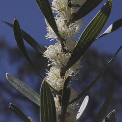 Hakea dactyloides