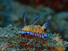 Goniobranchus roboi