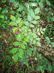 Zanthoxylum bungeanum