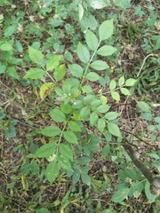 Zanthoxylum bungeanum