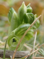Pterostylis ziegeleri