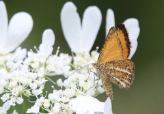 Isturgia limbaria