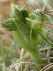 Pterostylis ziegeleri