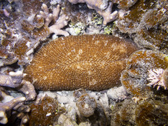 Ctenactis