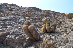 Copiapoa gigantea