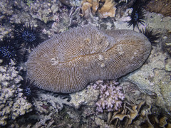 Ctenactis