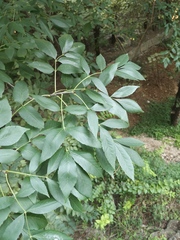 Fraxinus chinensis