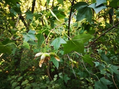 Acer truncatum