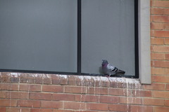 Columba livia domestica