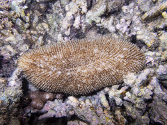 Ctenactis
