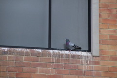 Columba livia domestica