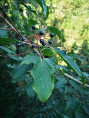 Cornus walteri