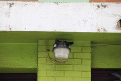 Columba livia domestica