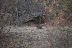 Pternistis natalensis