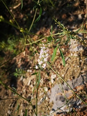 Astragalus melilotoides