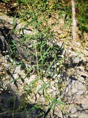 Astragalus melilotoides