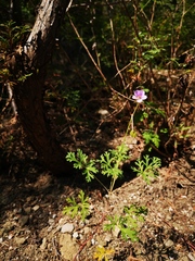 Erodium stephanianum