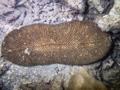 Ctenactis