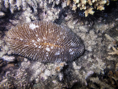 Ctenactis