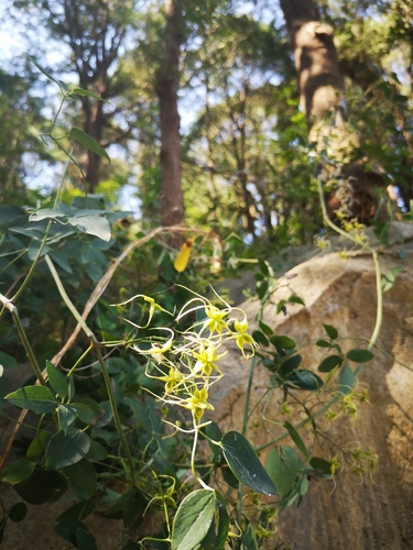 Clematis kirilowii · BioDiversity4All