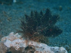 Polybranchia jannae