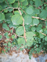 Ulmus macrocarpa