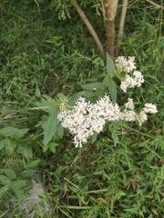 Eupatorium japonicum