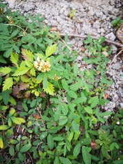 Lespedeza daurica