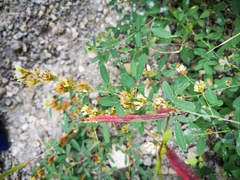 Lespedeza daurica