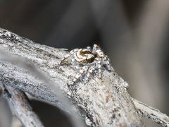 Pseudomogrus dalaensis