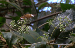 Marpesia marcella marcella