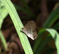 Euptychoides laccine