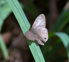Euptychoides laccine