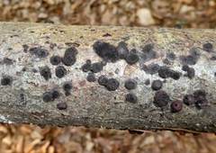 Diatrype disciformis