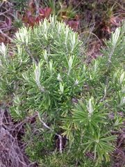 Linochilus rosmarinifolius