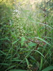 Lysimachia pentapetala