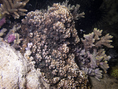 Montipora hispida