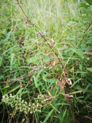 Lysimachia pentapetala