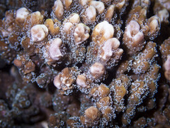 Montipora hispida